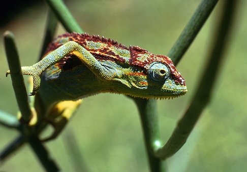 Free Chameleon Wildlife photo and picture