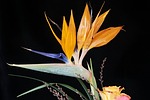 nature, flower, plant