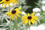 flower, nature, plant