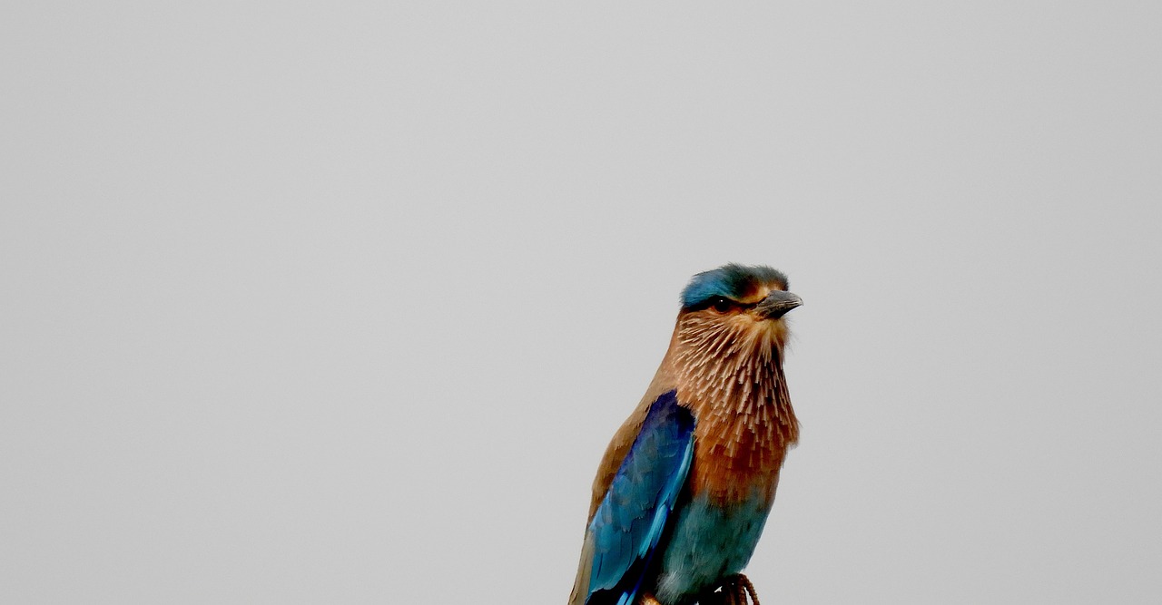 Free Bird Wildlife photo and picture