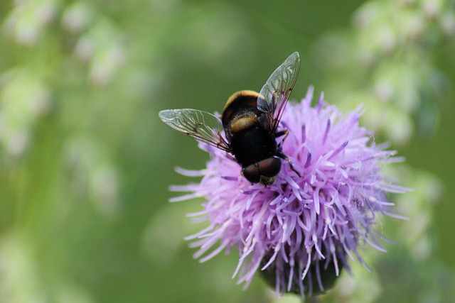 Die Natur Insekt Sommer - Kostenloses Foto auf Pixabay - Pixabay