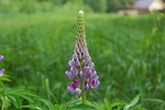 nature, flower, grass