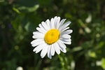 nature, plant, flower
