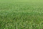 grass, field, haymaking