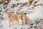 animal, snow, dog