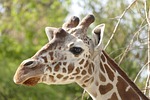 nature, animal world, animal