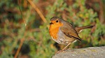 nature, fauna, bird