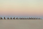 sky, dawn, landscape