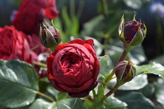 Rosen, 4K-Hintergrundbild