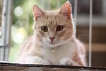 cat, cute, animals