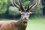 hirsch, animal world, antler