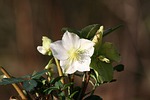 flower, plant, nature