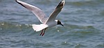 black headed gull, seagull, flight