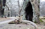 tree, fairy tale, tinderbox