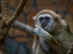 living nature, monkey, primacy