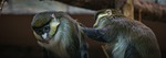 monkey, living nature, primacy