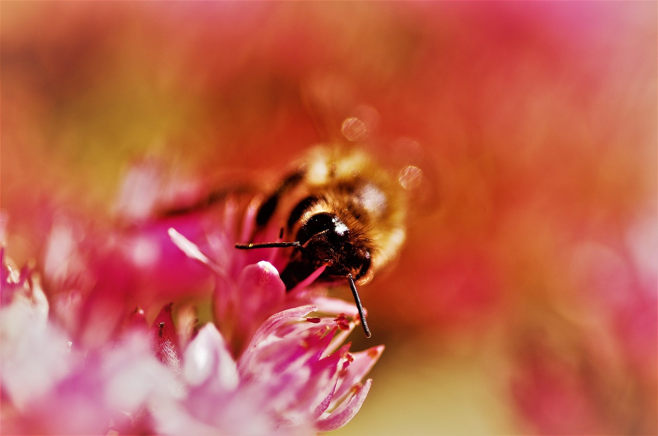 自然 花 昆虫 - Pixabay上的免费照片 - Pixabay