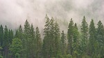 wood, nature, tree