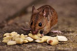 wood mouse, rodent, nager