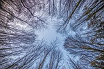 nature, tree, winter
