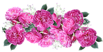 flower, floral, flora