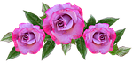 rose, flower, floral