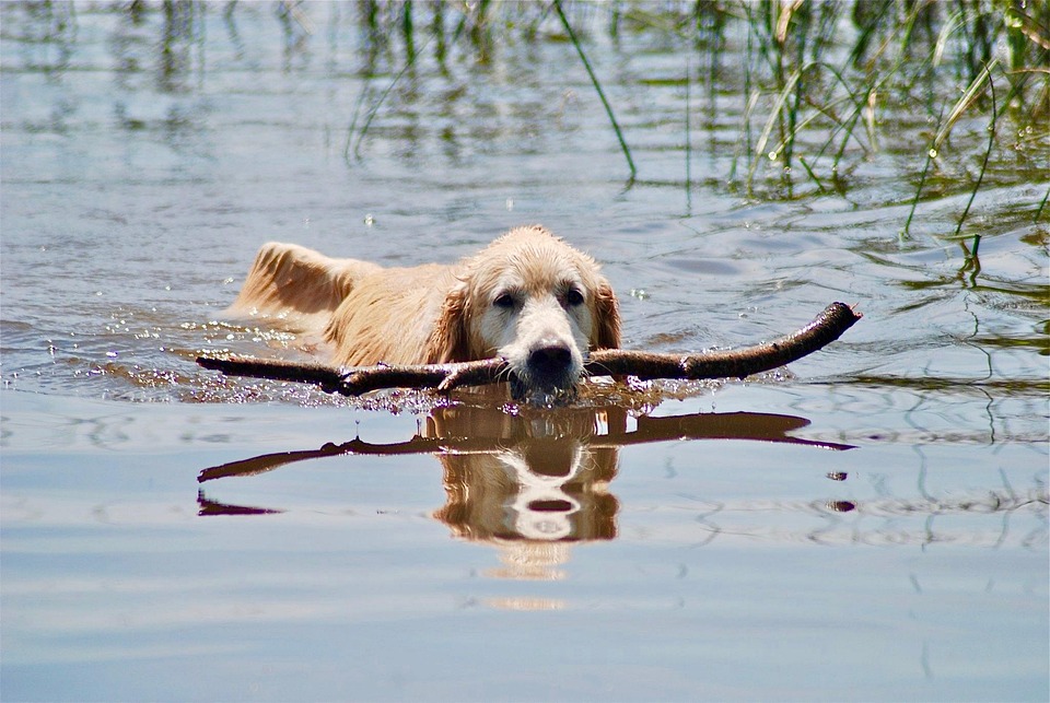 Saving Golden Retrievers The Good and Hard Parts of Rescue GoGolden