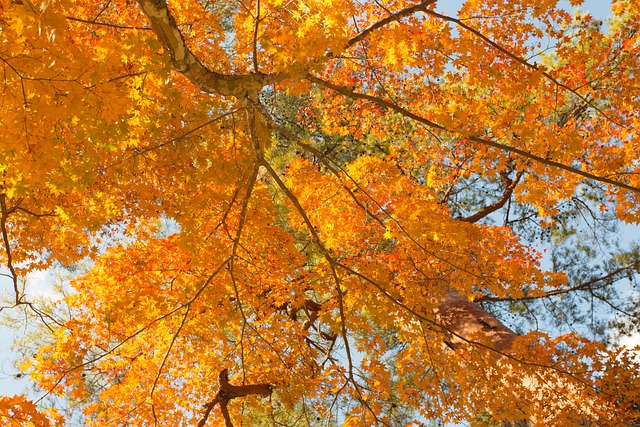 Herbst, Blatt, Ahorn, Jahreszeit, Holz