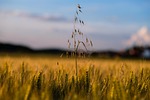 field, cereals, wheat