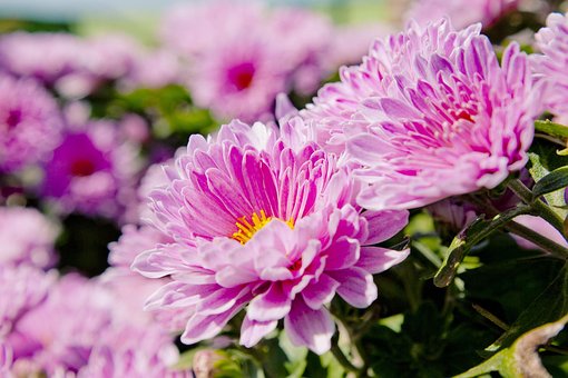 Free Flower Flower Background photo and picture