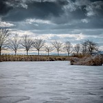 winter, snow, tree