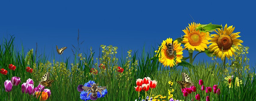 Free Flower Nature photo and picture
