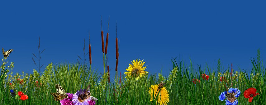 Free Flower Nature photo and picture