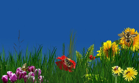 Free Nature Flower photo and picture