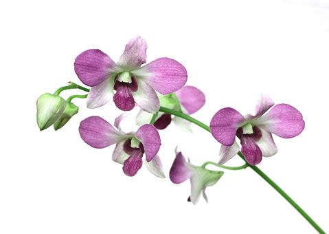 Orkidé, Blomst, Smukke Blomster