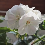 flowers, white, plants