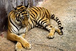 wildlife, animal, mammal