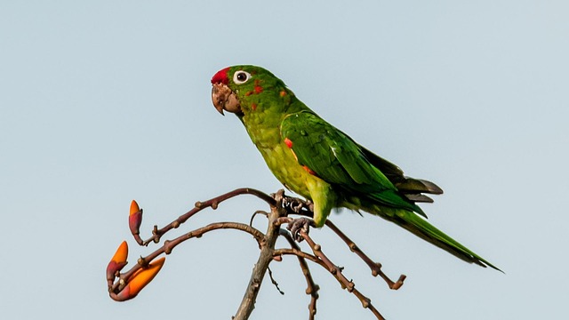 Free Bird Nature photo and picture