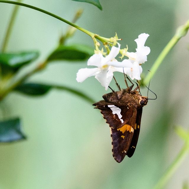 Free Butterfly Insect photo and picture