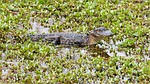 nature, reptile, animal