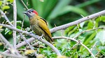 bird, nature, wildlife