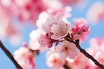 cherry wood, branch, flower