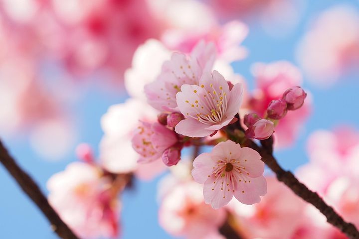 超过40 张关于 花素材 和 素材 的免费图片 Pixabay