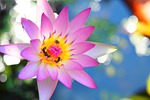 flower, plant, nature