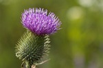 nature, plant, flower