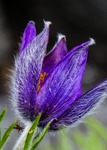 flower, nature, flora