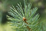 needle, tree, pine