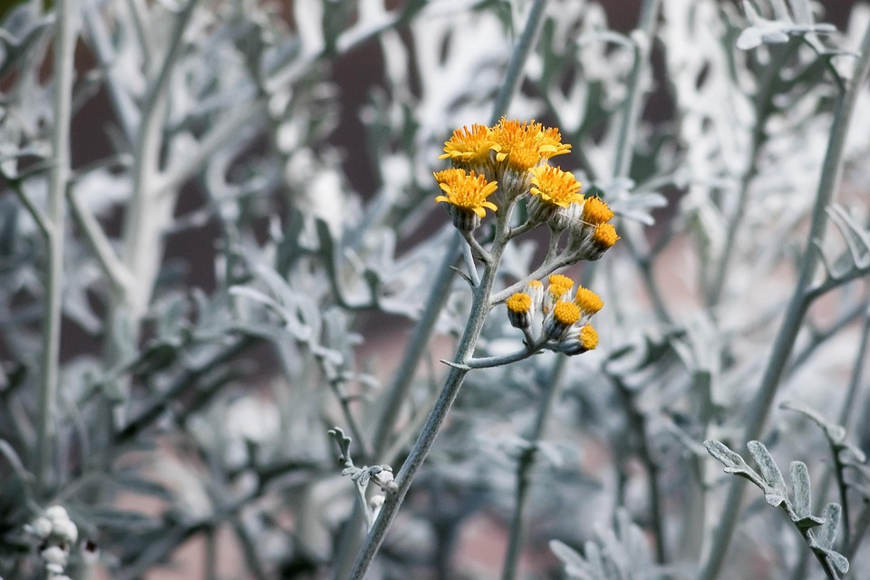 Dusty Miller AsShot Free photo on Pixabay