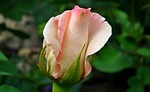 flower, rose, bud
