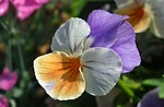 flower, pansy, plant